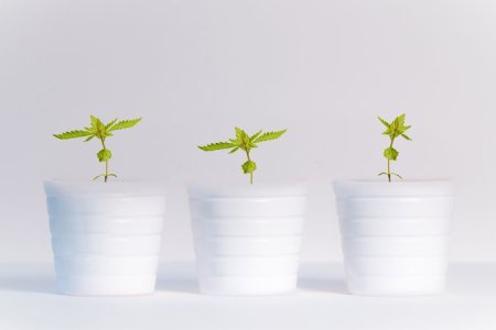 горшки для конопли