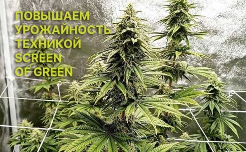 Метод ScrOG для автоцветов