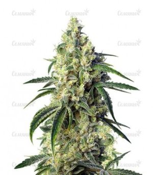 сорт конопли Green Poison CBD.jpg