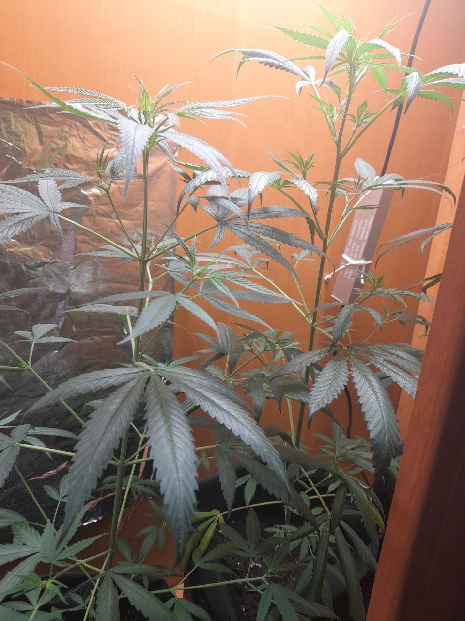 photo_2022-07-17_14-55-08 (2).jpg