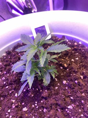 4BD4587A-354D-401E-8B2C-8B349D5D88AA.jpeg 4BD4587A-354D-401E-8B2C-8B349D5D88AA.jpeg