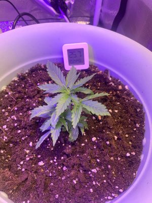 921B5BEA-B68D-4873-A337-85C8F01E5FD8.jpeg 921B5BEA-B68D-4873-A337-85C8F01E5FD8.jpeg