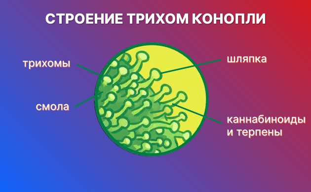 Для чего нужны трихомы