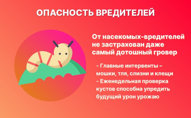 Насекомые и вредители