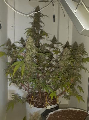 20220826_144233.jpg 20220826_144233.jpg