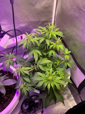 CBCB51D8-4996-48CD-A99E-07D7D7C52867.jpeg CBCB51D8-4996-48CD-A99E-07D7D7C52867.jpeg