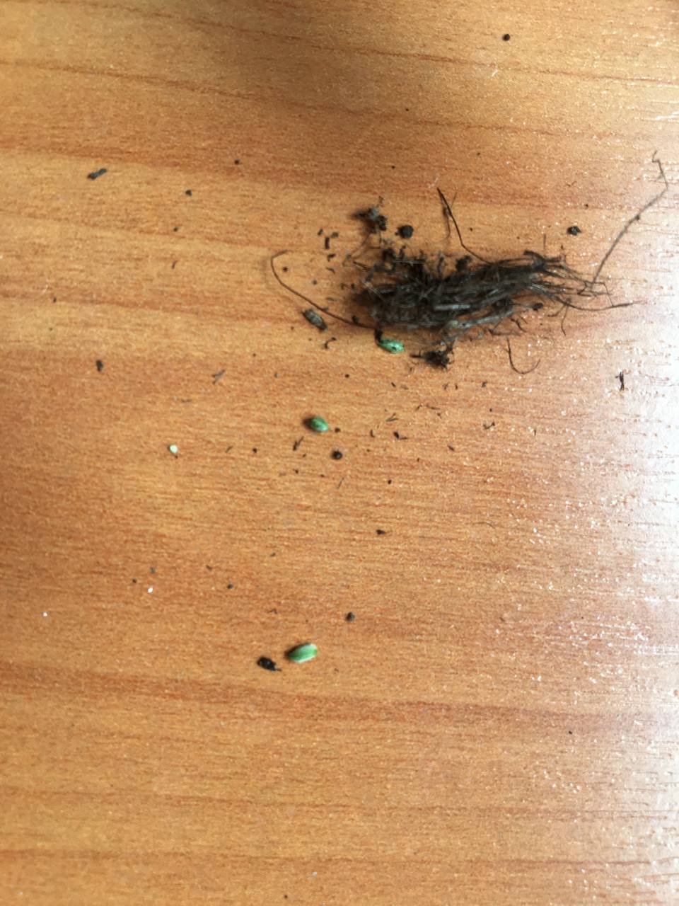 BC608F3D-813B-4F8C-AD49-14D688393EF8.jpeg BC608F3D-813B-4F8C-AD49-14D688393EF8.jpeg