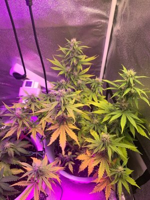 D2ACF236-1E7E-4D8E-A0C7-25A746FB9A4A.jpeg D2ACF236-1E7E-4D8E-A0C7-25A746FB9A4A.jpeg