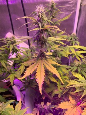 71F97E21-F658-4FDA-BC35-F6AC95B4EA45.jpeg 71F97E21-F658-4FDA-BC35-F6AC95B4EA45.jpeg