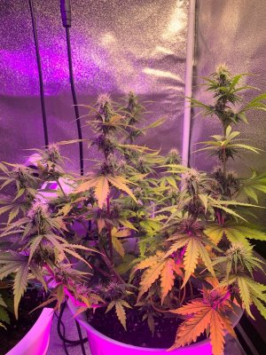 30EECFB8-1694-43F0-AA3B-C0E7D0AFBAB8.jpeg 30EECFB8-1694-43F0-AA3B-C0E7D0AFBAB8.jpeg