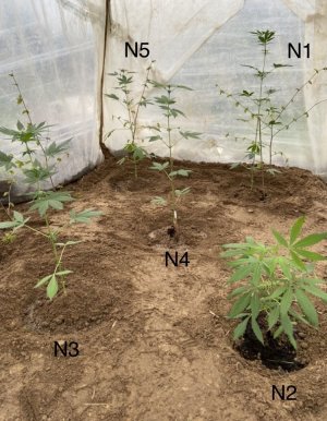 8.05.22 пересадка в грунт.jpeg