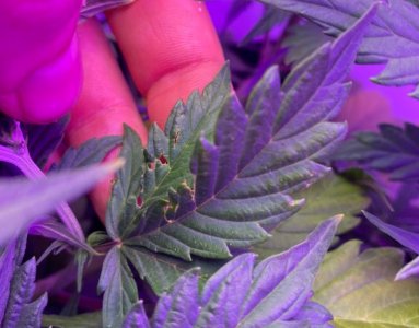 F5B66859-42D5-4F39-AD81-43FF57FD79E6.jpeg F5B66859-42D5-4F39-AD81-43FF57FD79E6.jpeg