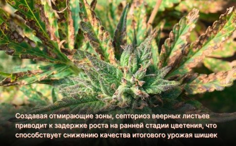 Септориоз листьев конопли