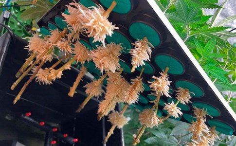 Выращивание органической марихуаны на гидропонике