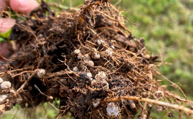 Микориза и конопля