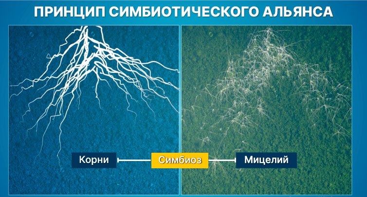 Что такое микориза