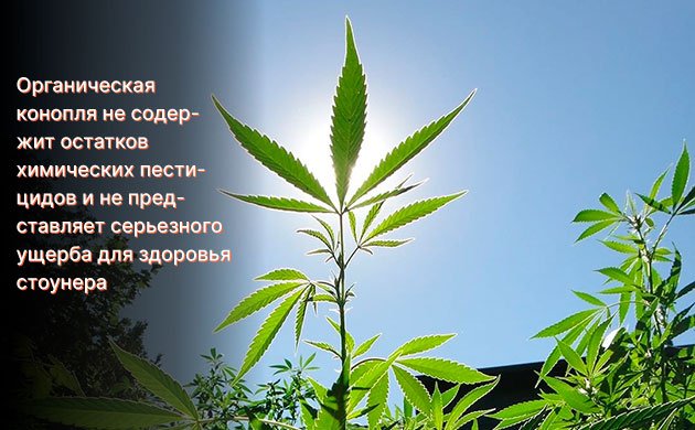 Какова альтернатива пестицидам при выращивании конопли?