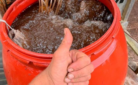 Преимущество использования компостного чая для конопли