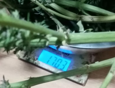 вес бочки сырком.jpg