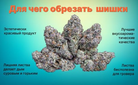 Для чего обрезают шишки конопли