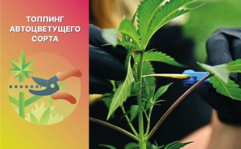 Топпинг автоцветов