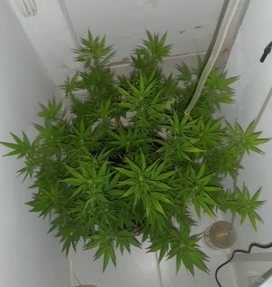 20221029_125653.jpg 20221029_125653.jpg