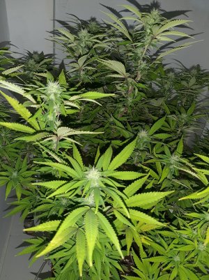 20221031_103547.jpg 20221031_103547.jpg