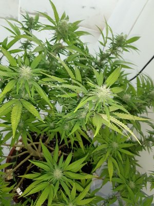 20221031_115004.jpg 20221031_115004.jpg