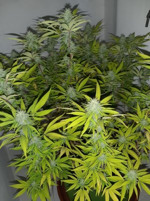 20221102_130247.jpg 20221102_130247.jpg