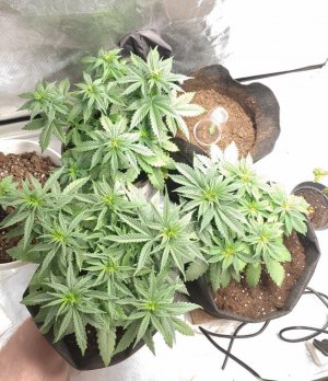 Сверху Pandora auto (Paradise)