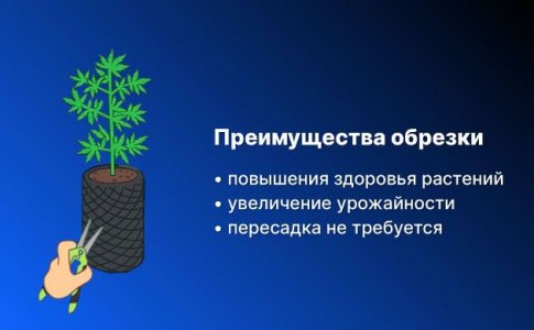 Преимущества обрезки корней каннабиса