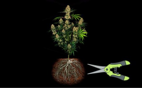 Подрезка корней в гидропонных системах