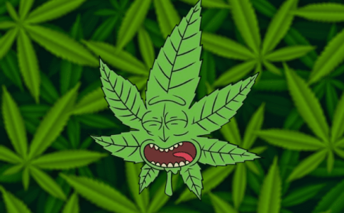 Все о листьях конопли