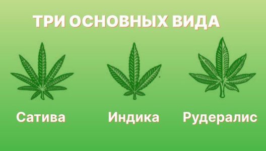 Виды листьев конопли