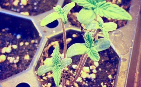 Подготовка конопли к высадке в аутдор