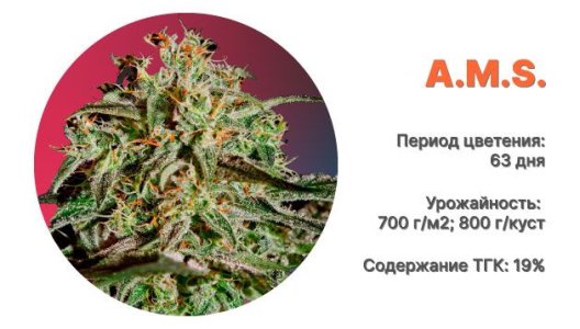 Сорт конопли A.M.S.
