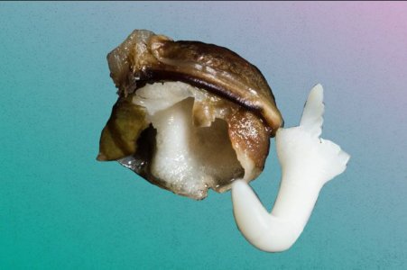 Семки конопли проклюнулись, показали хвостик и умерли. В чем причина?