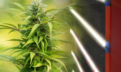 Освещение для конопли