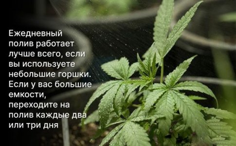 Полив автоцветов