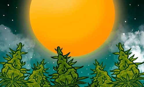 Выращивание конопли по лунному календарю