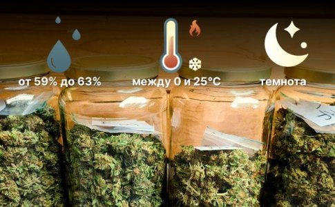 Условия для хранения шишек конопли