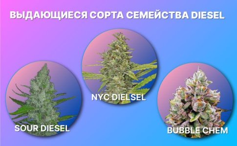 семейство конопли Diesel