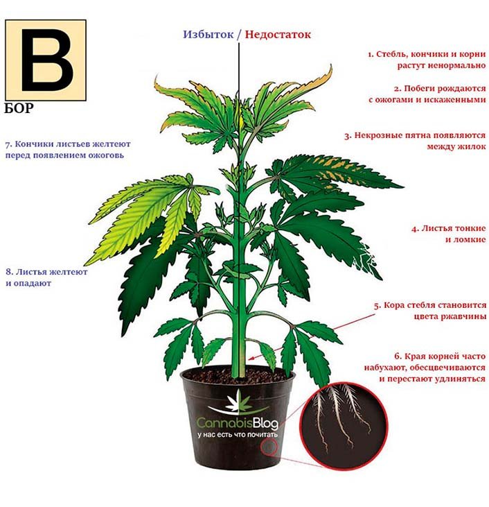 nehvatka-bora-u-konopli-photo-simptomov-1-1.jpg