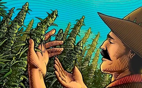 Подробно о цветении конопли в открытом грунте