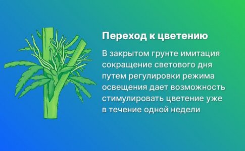 Начало цветения марихуаны