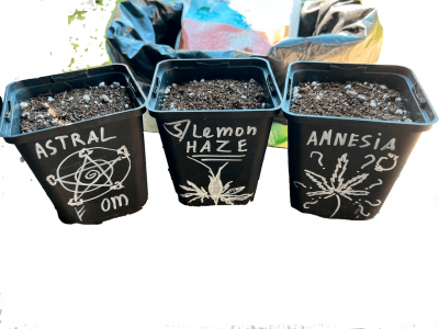 Без имени-2.png