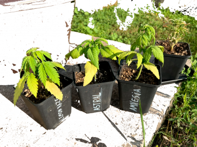 Без имени-5.png