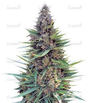 sort_Grand_Heft_Auto_dr_krippling_seeds__t5TnYy4NRivSjwxw.jpg