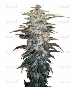 sort_White_Widow_Nirvana_Seeds__Ii9tZnyBSQVdK1yw.jpg