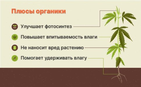 Преимущества органических удобрений для конопли